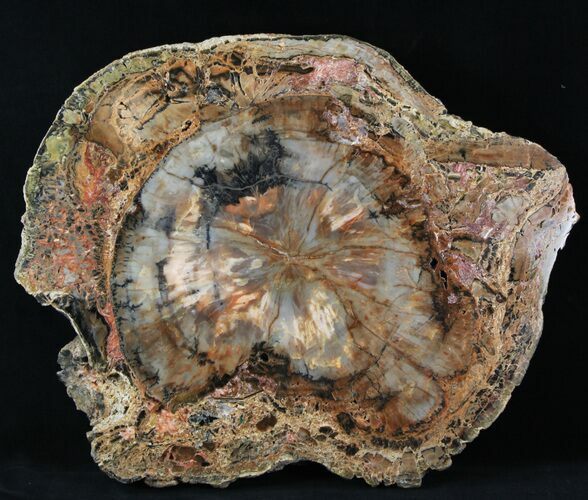 Petrified Wood (Araucaria) Slab With Bark - Arizona #31804